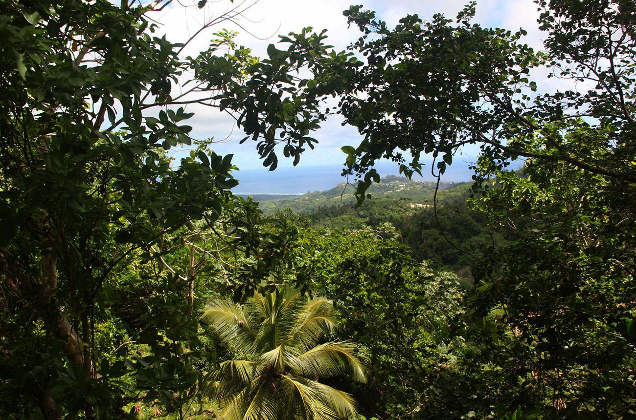 Coco Hill Forrest